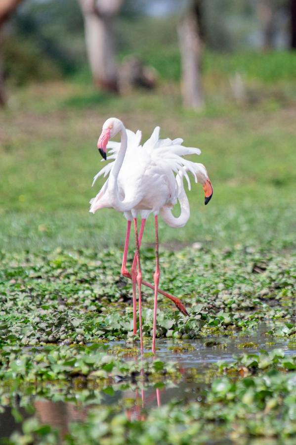 Lake Naivasha Crescent Camp Экстерьер фото