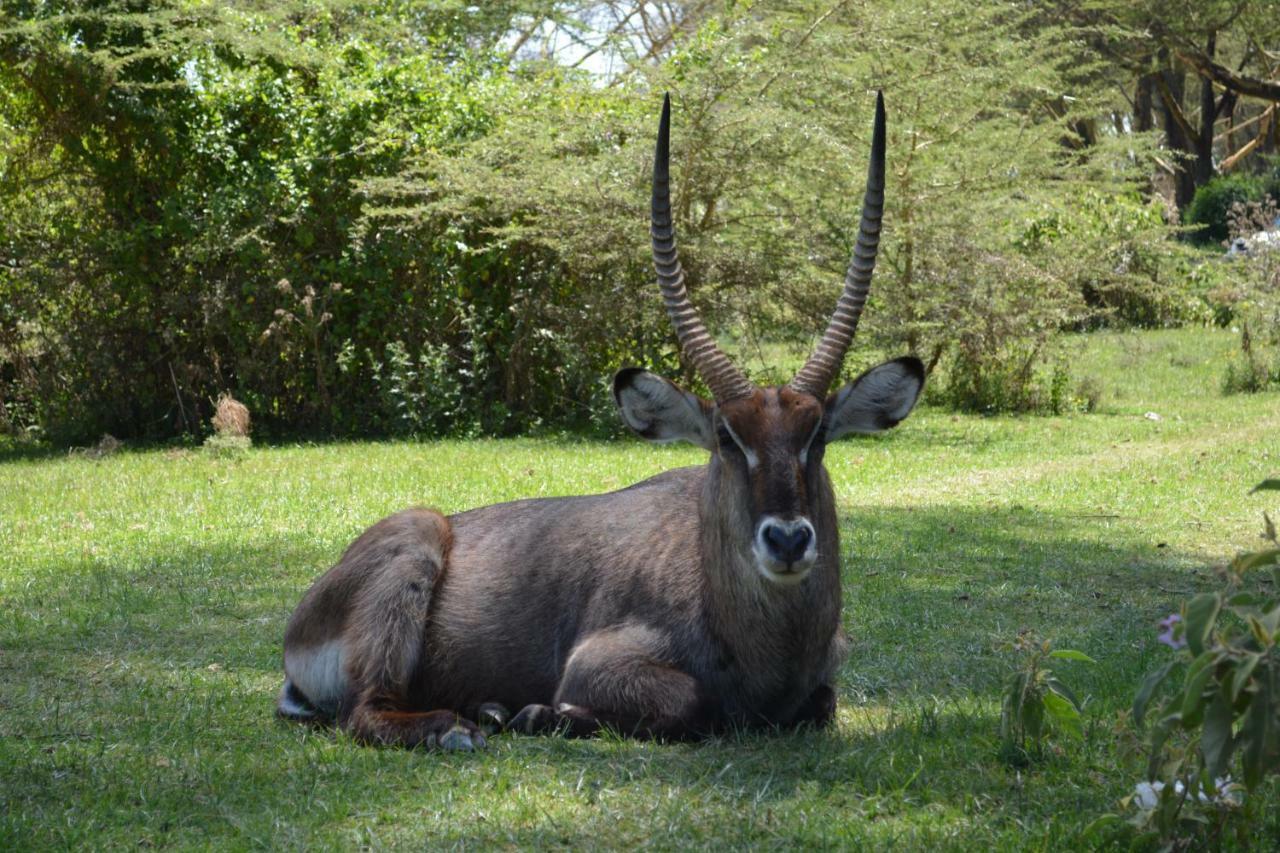 Lake Naivasha Crescent Camp Экстерьер фото